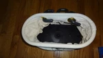 Klein Tools 5144 Canvas Bucket 15-pocket Aerial Oval With Hooks New!. Fixed Price $45.00.