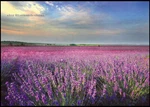 Chinese Natural Mulberry Silk Thread,su Hand Embroidery Kits:lavender Garden 20". Fixed Price $28.00.